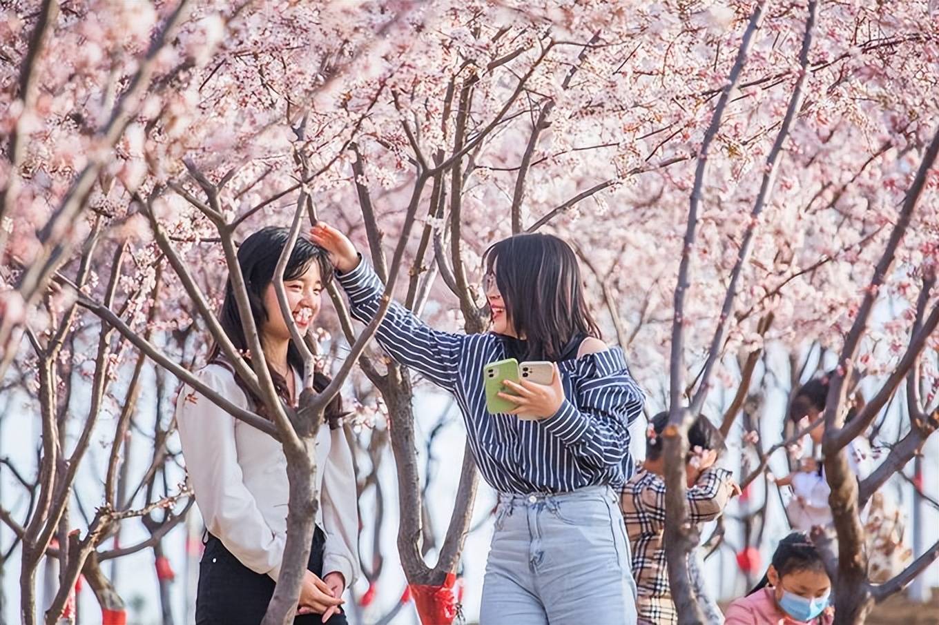 地图|石家庄赏花踏青地图出炉，处处都是桃源，这座小众公园你来过吗？