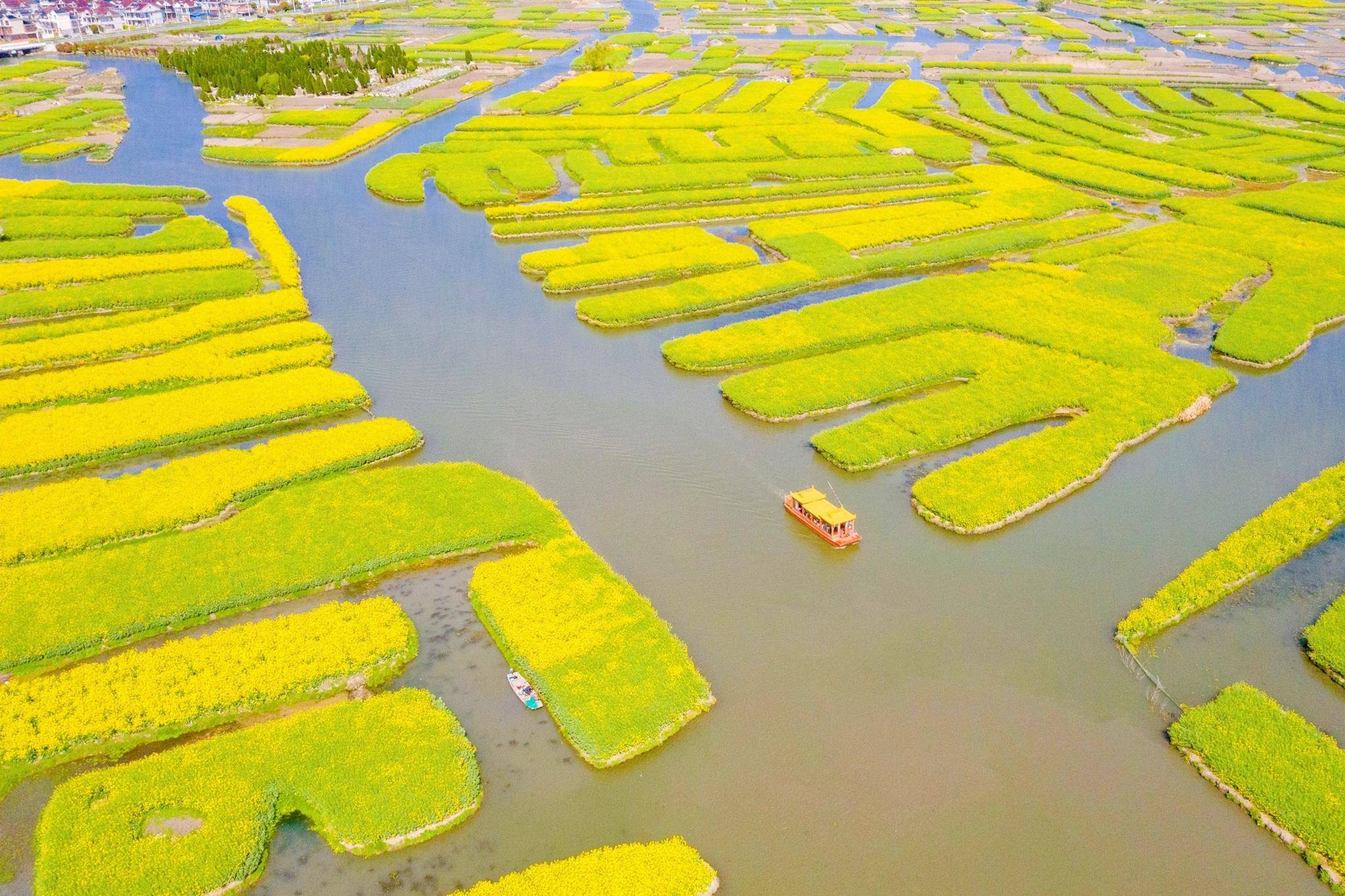 “长在水上”的油菜花田，是全球四大花海之一，景色如诗如画
