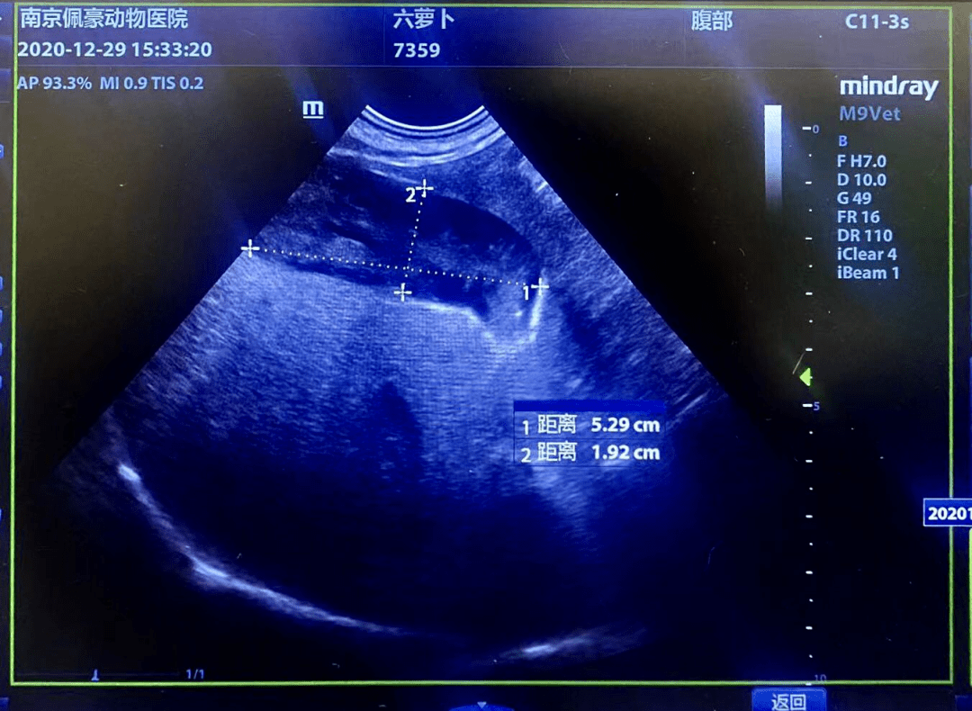 狗狗胆汁淤积了怎么办?_萝卜_生化_复查