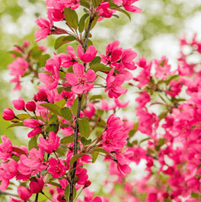 城中|西安航天基地：花草芳菲春意浓