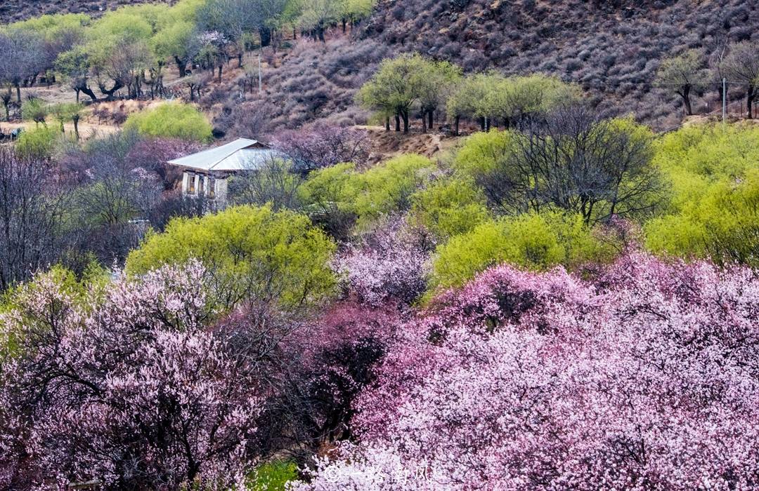 尼洋|春天到了，林芝桃花村又美成“天堂”，随手一拍都很好看