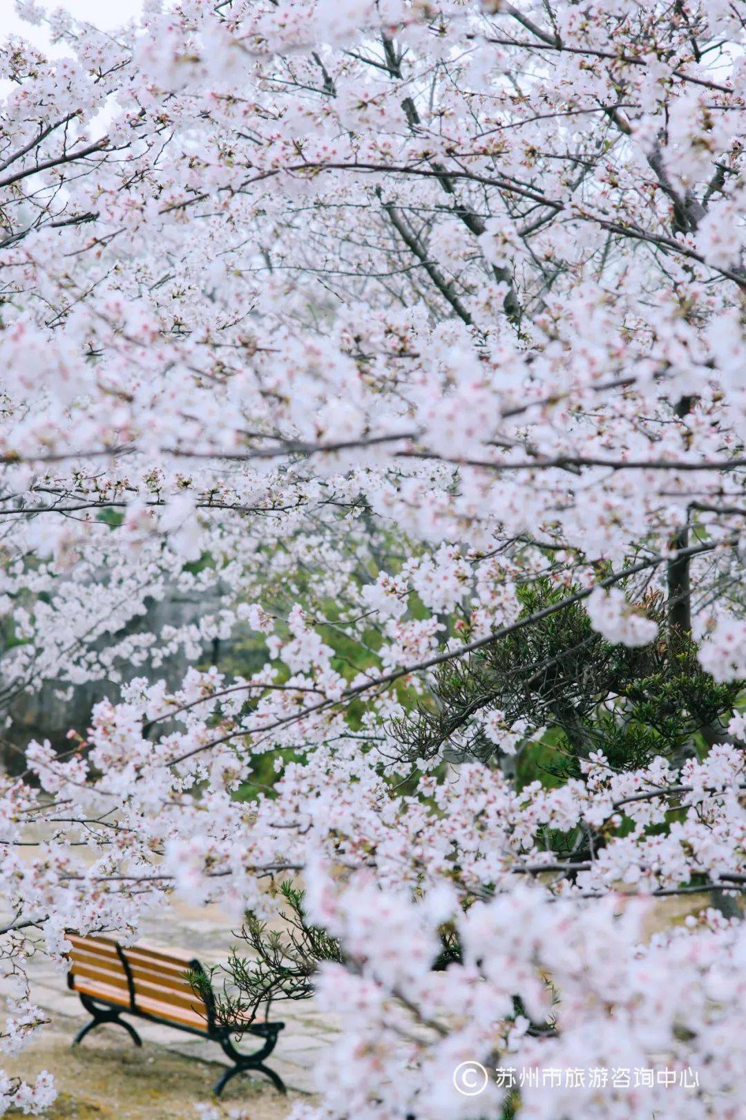 落樱成诗，苏州的樱花没有缺席，还好没错过，温暖的阳春就在前方