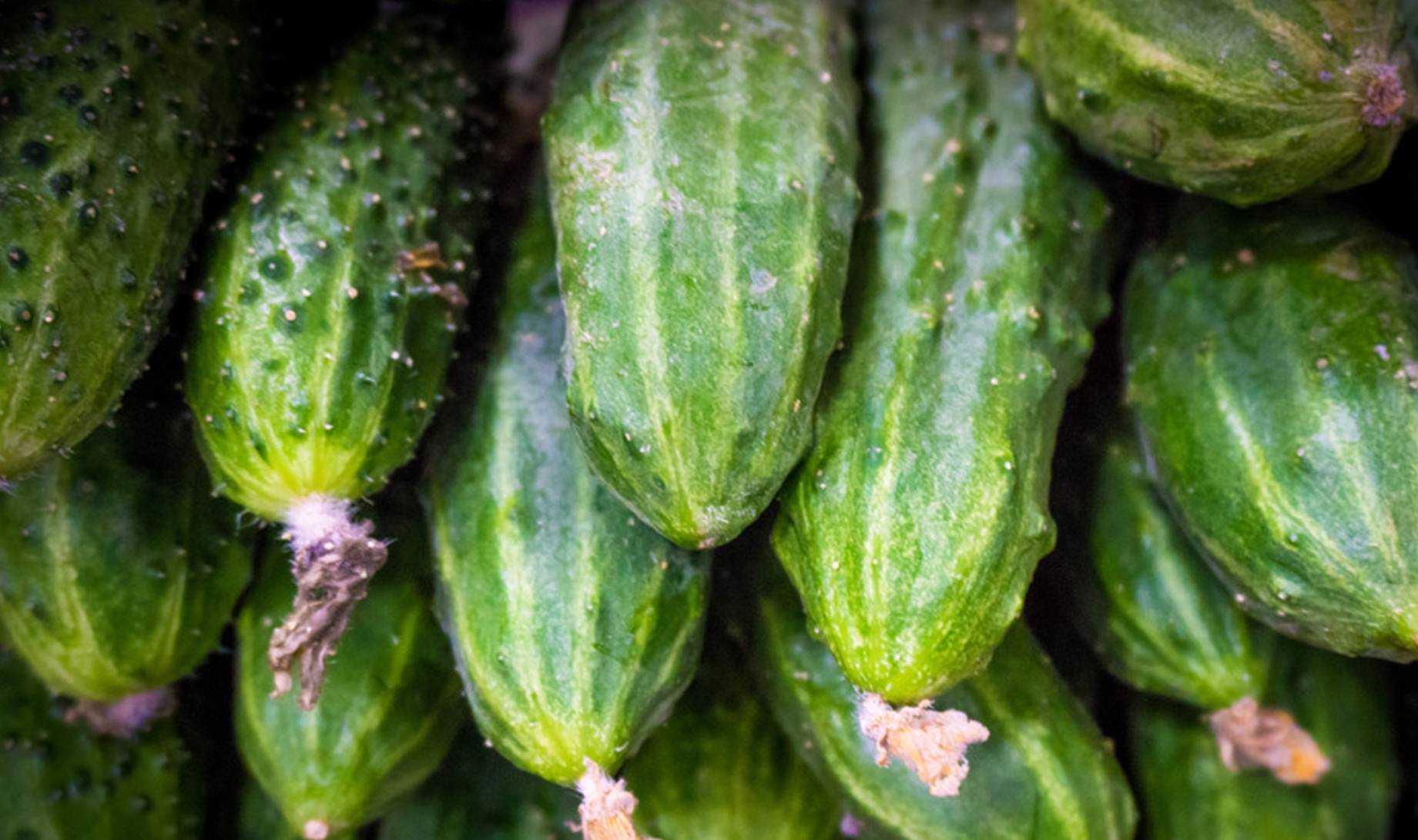 6种常见的黄瓜，你都吃过吗？最后一种最特别_品种_水果_吃法