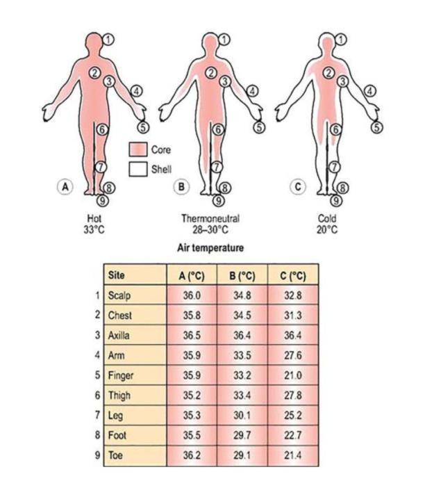 人体温度37度回不去了?收集近9万数据 男性比女性变凉更多