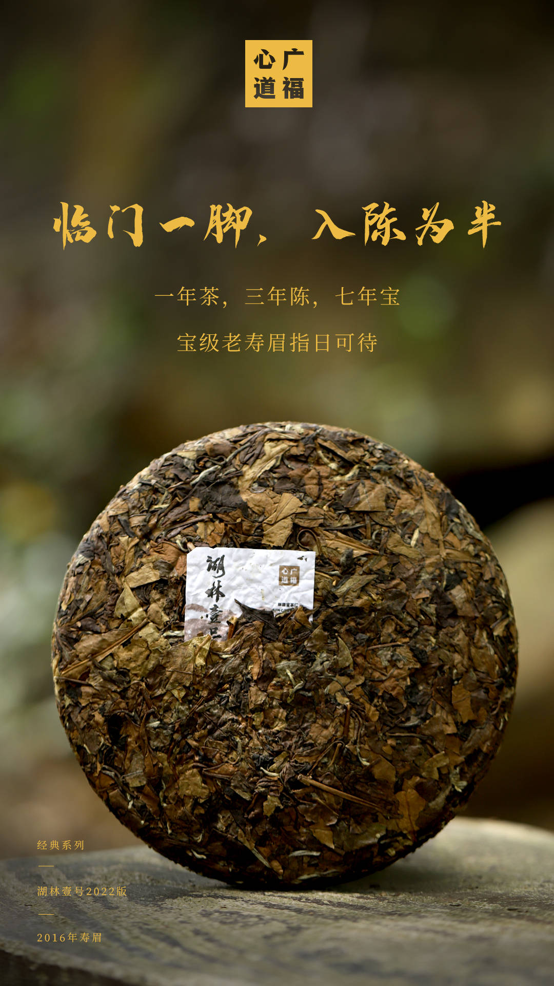 广福心道福鼎白茶湖林壹号上新心道老茶初门槛磻溪寿眉真关卡