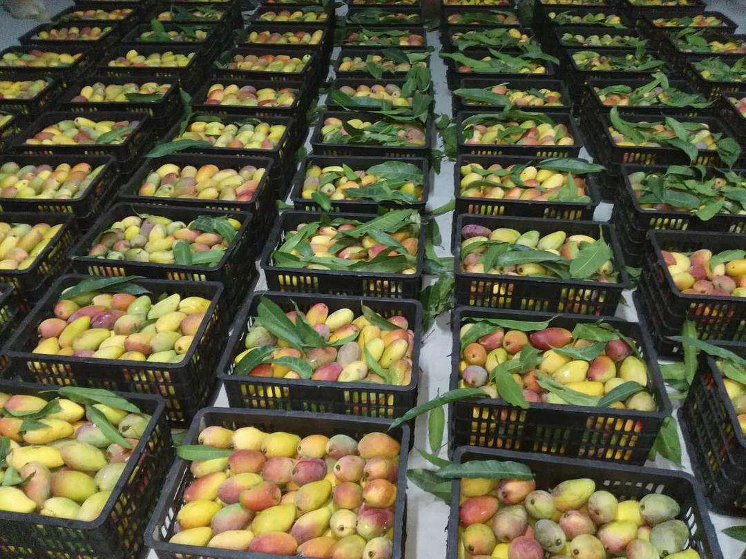 铨顺宏rfid如何确保水果的保质期智能水果仓储怎么管理