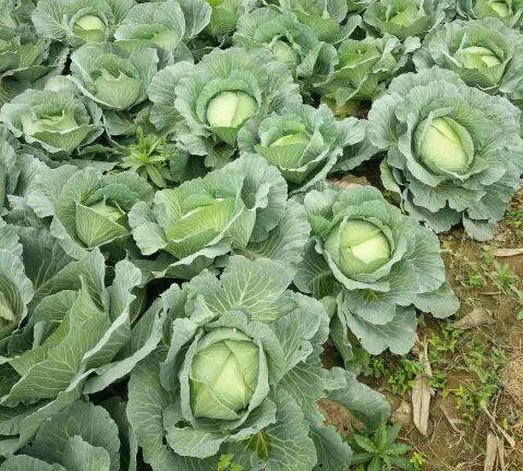 甘蓝夏,秋冬季栽培_进行_品种_管理