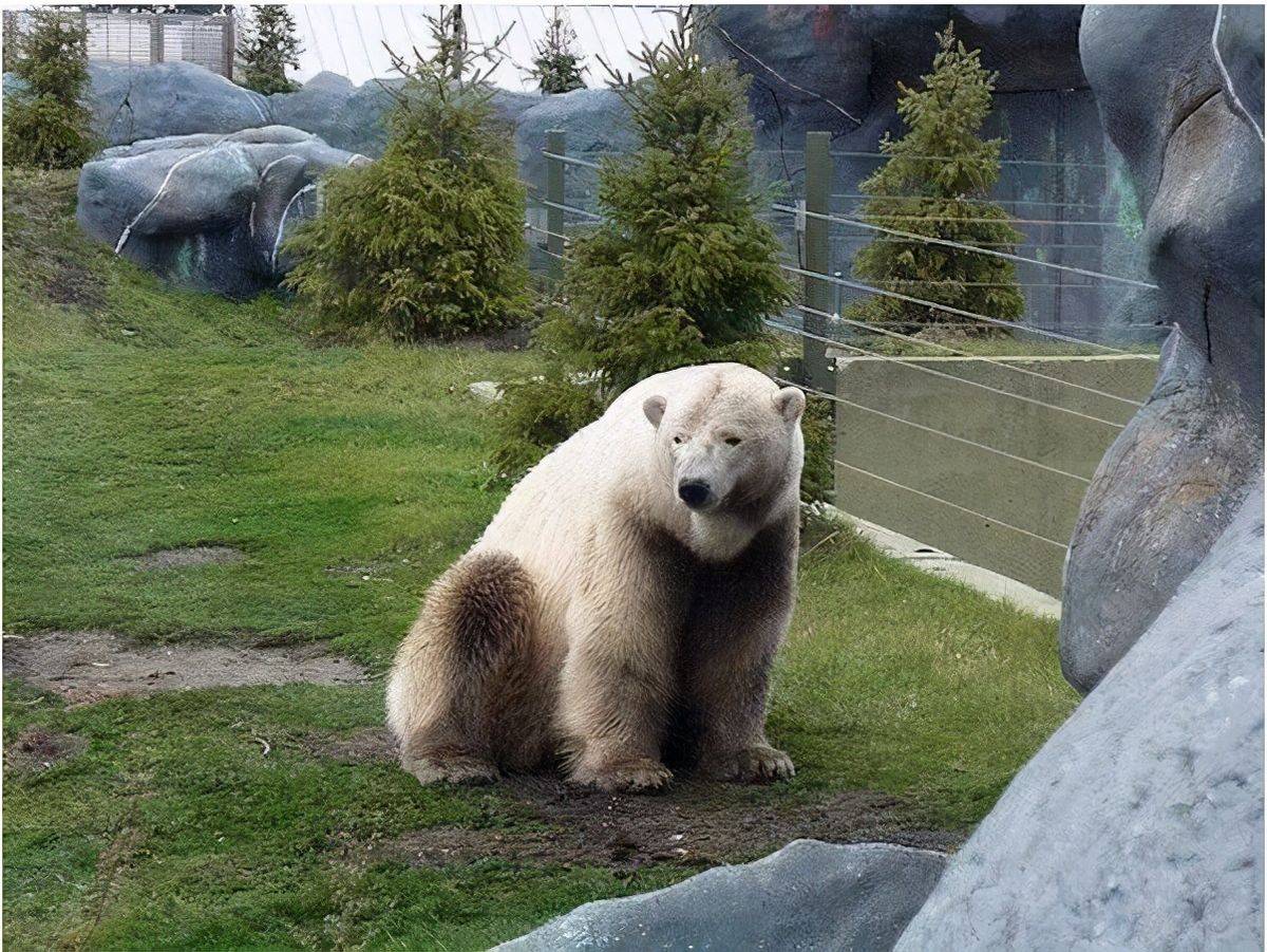 野生動物也會雜交繁殖出的後代有多慘動物雜交該不該被禁止