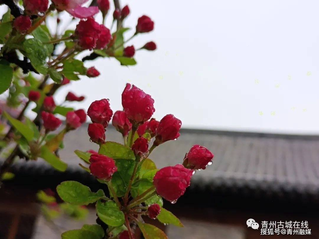 青州古城一城烟雨半城花这里有醉美的江南之春