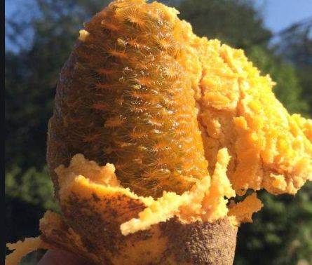 牛卵坨果肉含有丰富的蛋白质,淀粉,可溶性糖,有机酸及人体所必需的