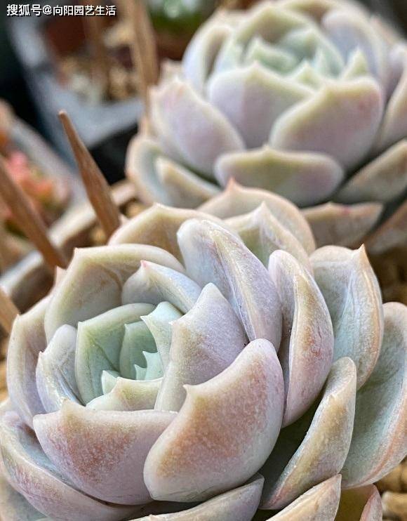 养多肉不用买土 路边捡点蜂窝煤 筛出粗渣 养多肉很好用 植物 颗粒 环境