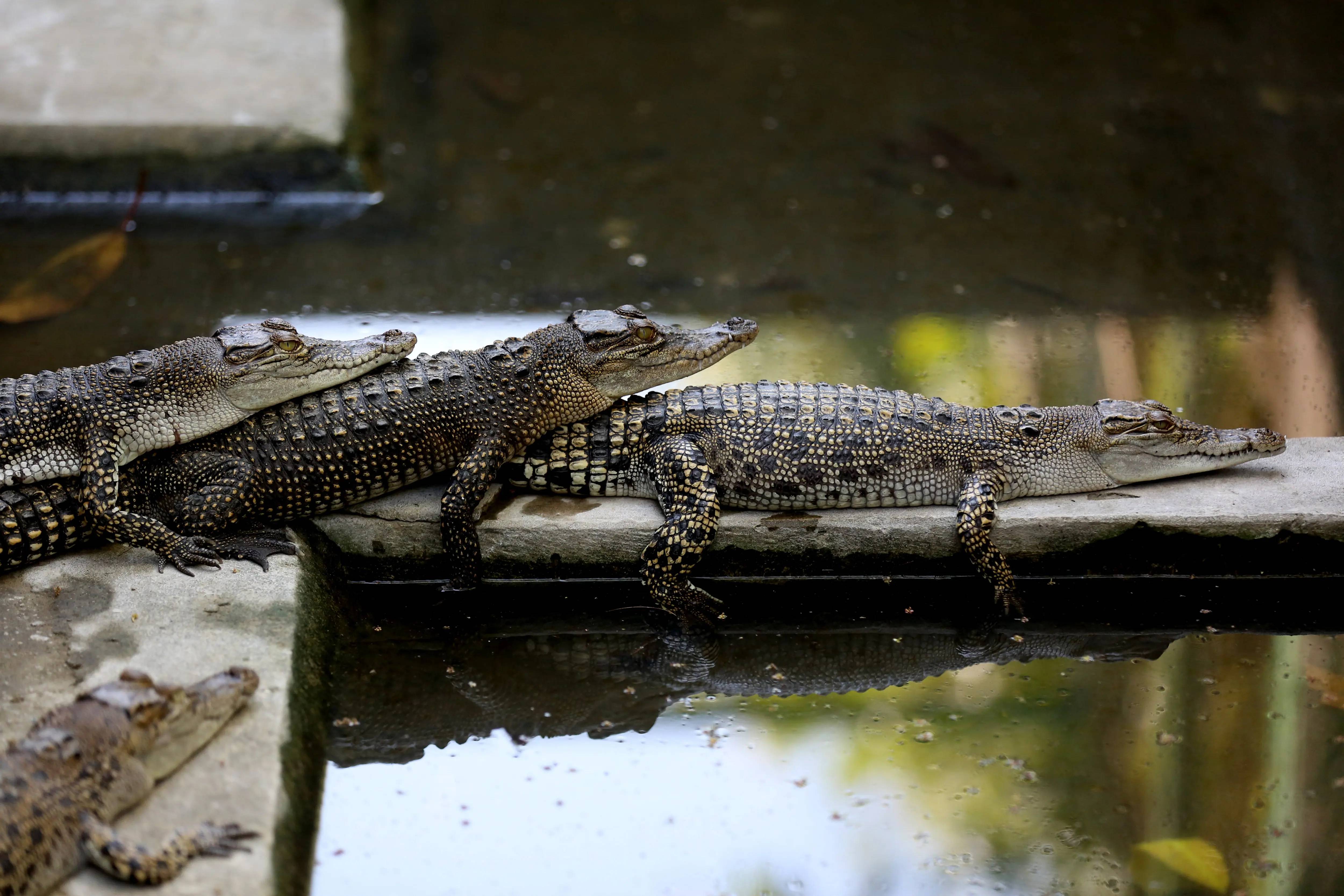 湄南河鳄鱼图片