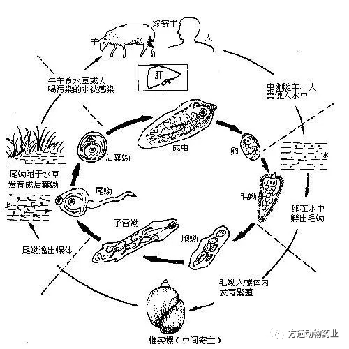 卫氏并殖吸虫 生活史图片