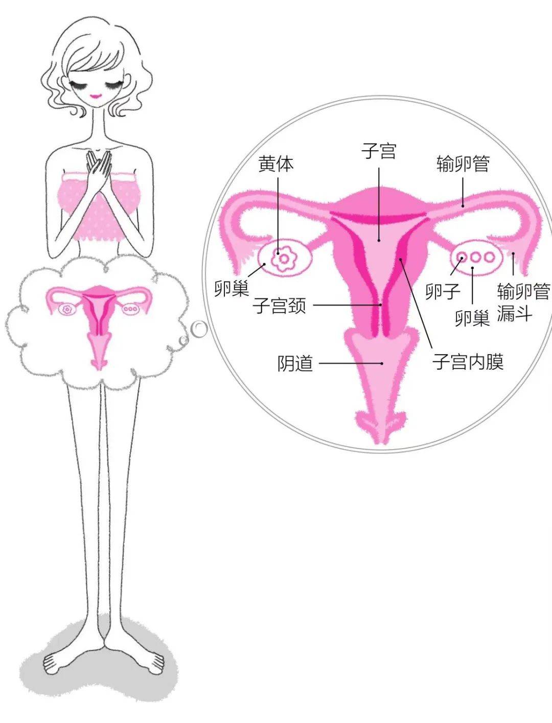 子宫在腹部的位置图片