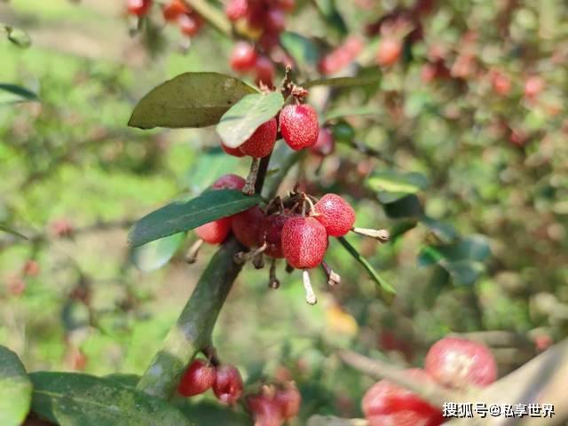 清明小长假大山中这些野果正当时在农村不起眼城市里罕见还贵