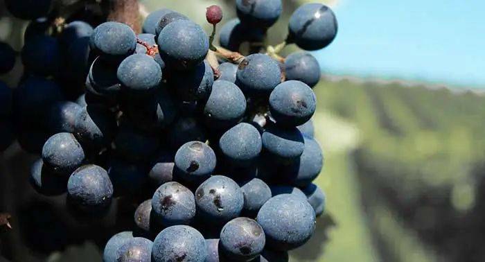 包括一款白葡萄酒(100% ribolla di san marino酿造),三款红葡萄酒(为