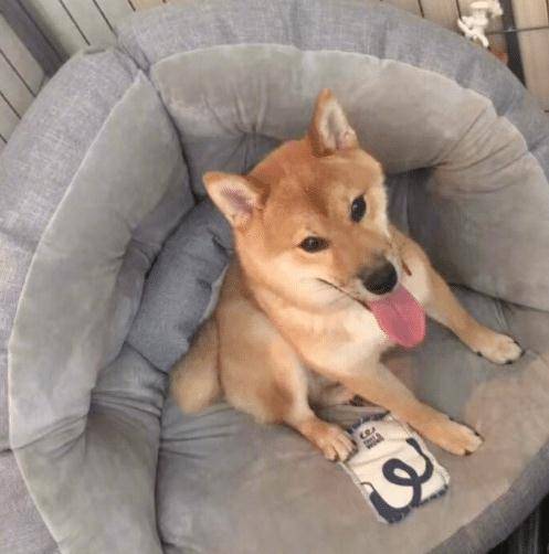 原创锅碗瓢盆过得怎么样王珞丹生无可恋宋茜宠爱有加