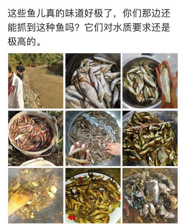 珍稀野鱼一窝端？重庆一河道筑坝，下游大量野鱼被困，老乡成桶捞
