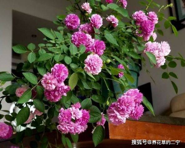 爱上养花,就养"玫瑰珍品"冰雪皇后,花姿唯美雅致,神秘高迷人_瑞香
