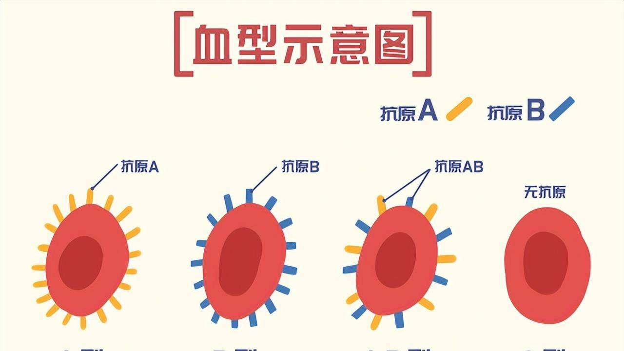 現如今隨著科研人員的深入研究卻發現,人的血型與壽命之間有著直接的