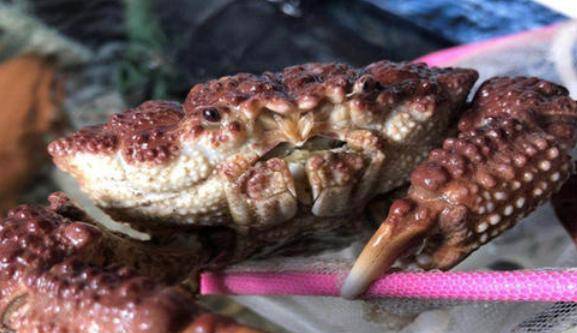 一,雷诺氏鳞斑蟹这种螃蟹一般帆布在太平洋热带亚热带地区以及东南亚