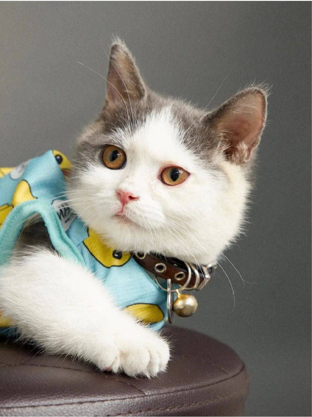 猫咪2