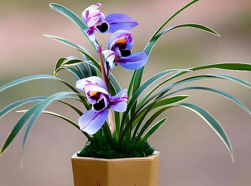 分享一款紫色兰花，高雅大气上档次，紫气东来寓意好，值得拥有