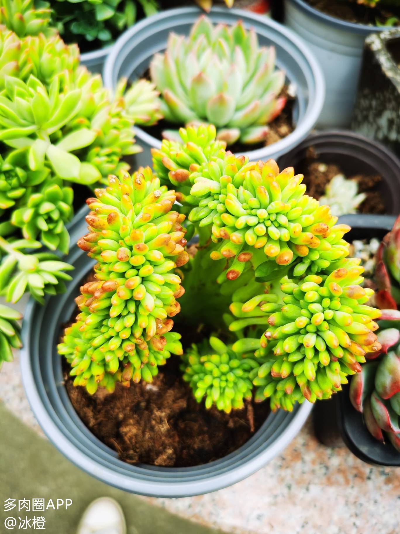 植物_繁殖_土壤