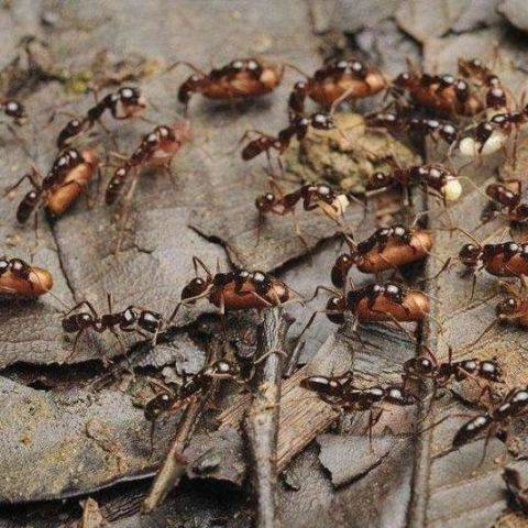 子弹蚁vs螳螂图片