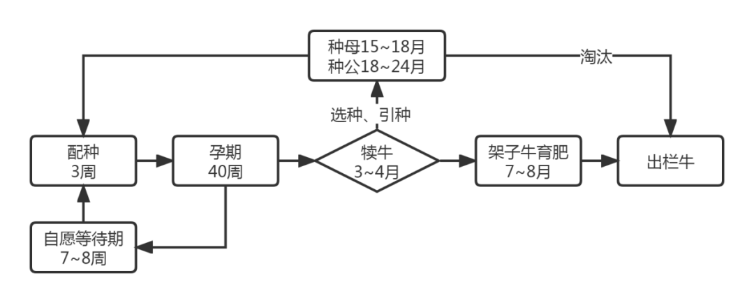 肉牛生长规律表图片