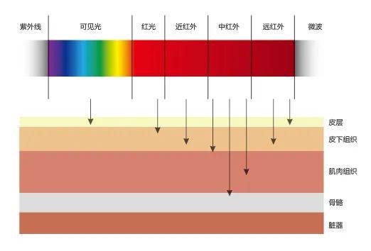 生命光波红外线