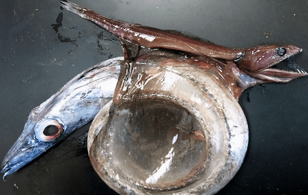 黑叉齿鱼:深海恐怖吃货,能吞下自身10倍体重的猎物,且不被撑死_鲱鱼