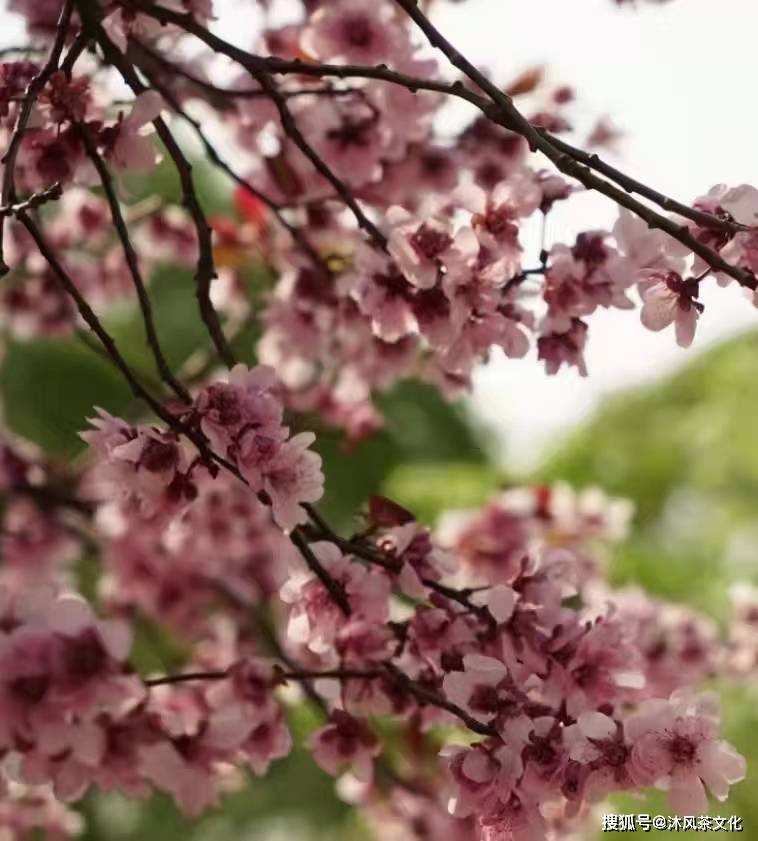 桃子熟了 3月桃花开 种植 南宫万 产业
