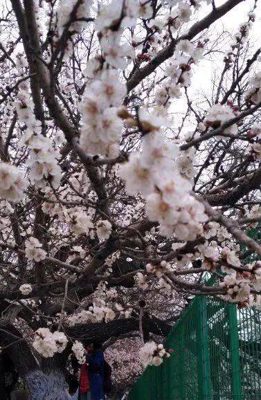 推薦:哈爾濱索菲亞教堂,建國公園,顧鄉公園,兒童公園,齊齊哈爾勞動湖