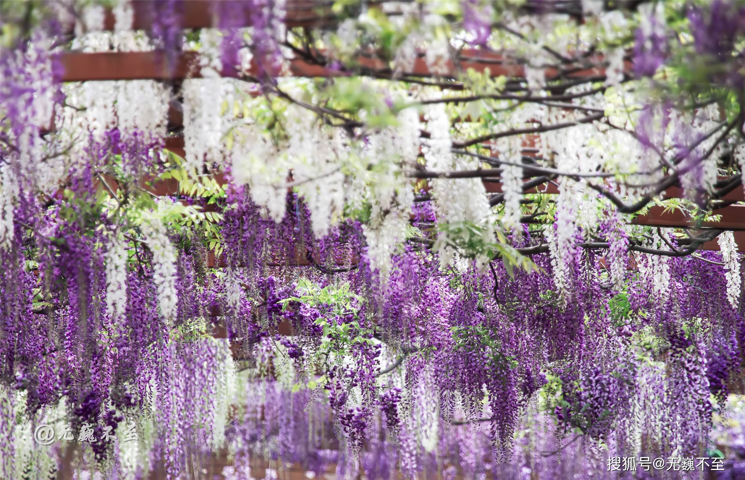 一树花事,倾城浪漫,成都芳华微马公园十里紫藤花开成瀑_长廊_新都区