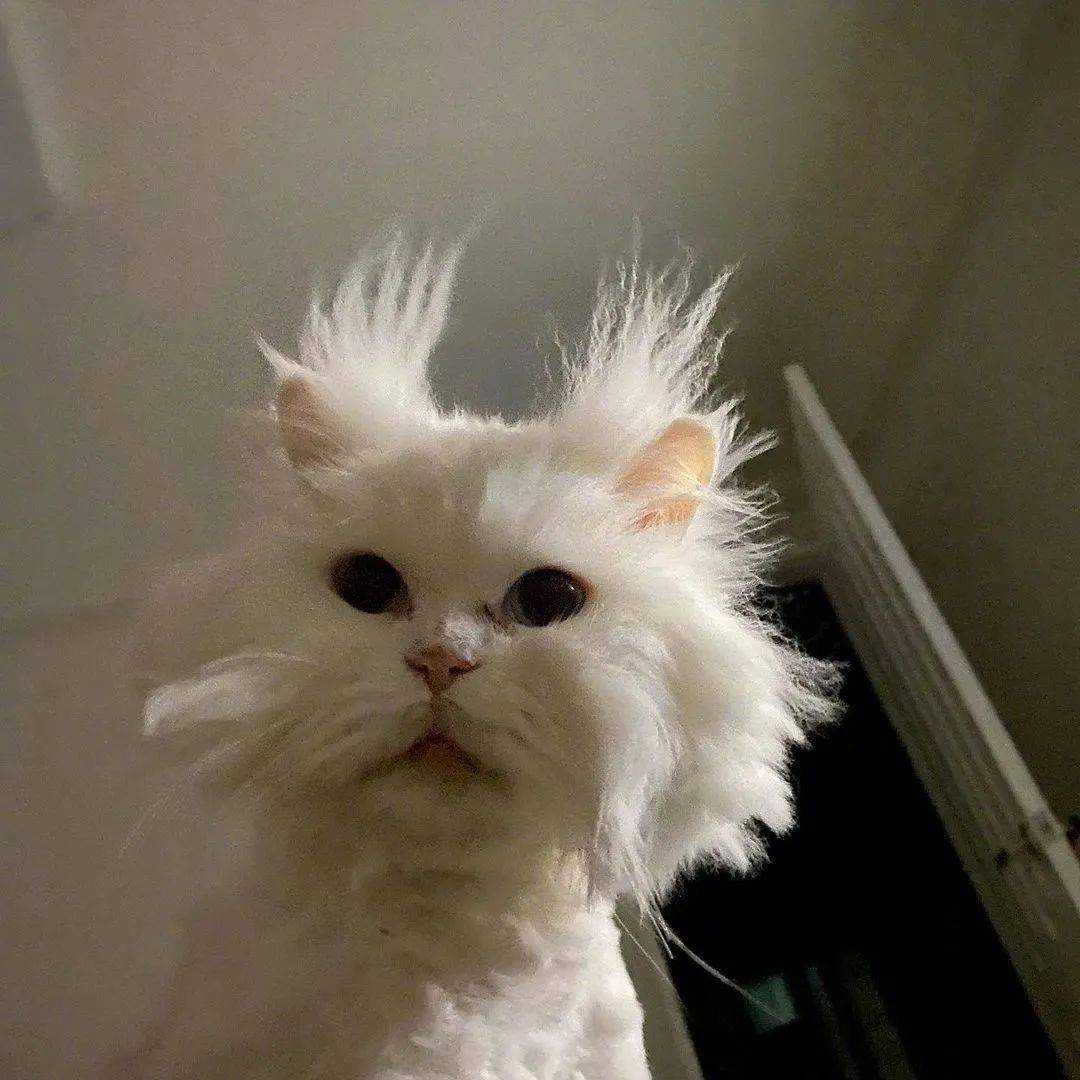 你可能见过炸毛的猫咪但肯定没见过一直炸毛的猫咪