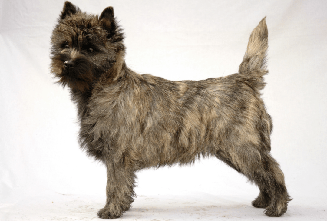 《绿野仙踪》中的"托托"是什么狗?_特里_小狗_斯凯