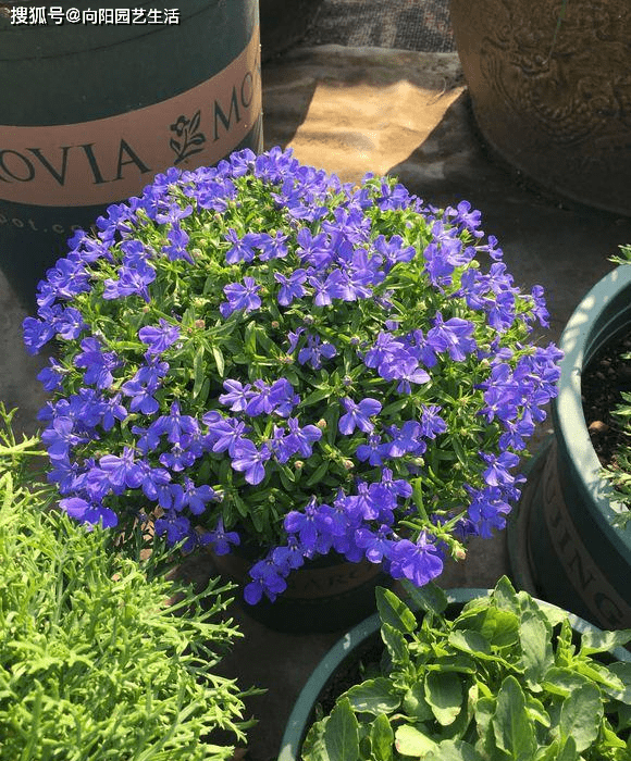 3种草花，堪称“开花劳模”，5月开到10月，大半年的花期，值得养_手机搜狐网