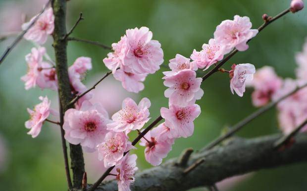 《眼儿媚·元月梅花》庄灿煌