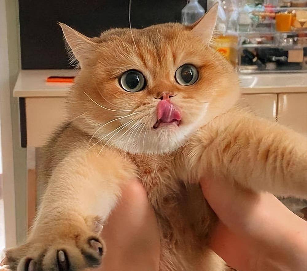 不瞒你说,其实你养的猫,暴露了你的性格_in_pay_cats