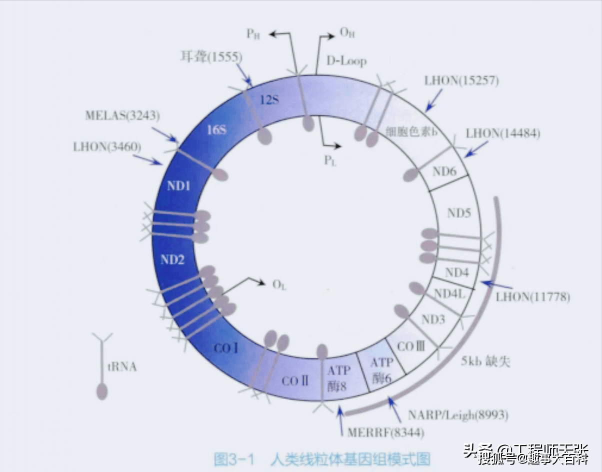 雙鏈上只有37個編碼基因,編碼13種蛋白質,22種trna和2種rrna,結構十分