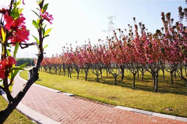 425亩！郑州这一公园，由三大篇章组成，以花卉公园为主要理念！