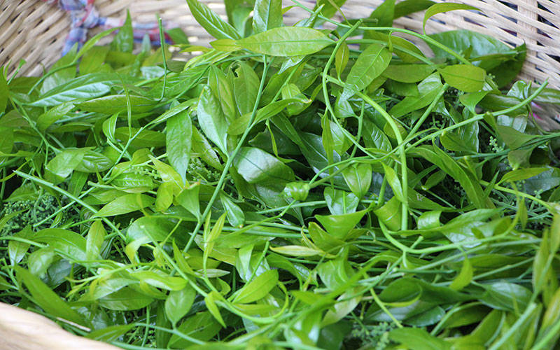 普洱墨江树叶变金叶长蕊甜菜迎来采摘季