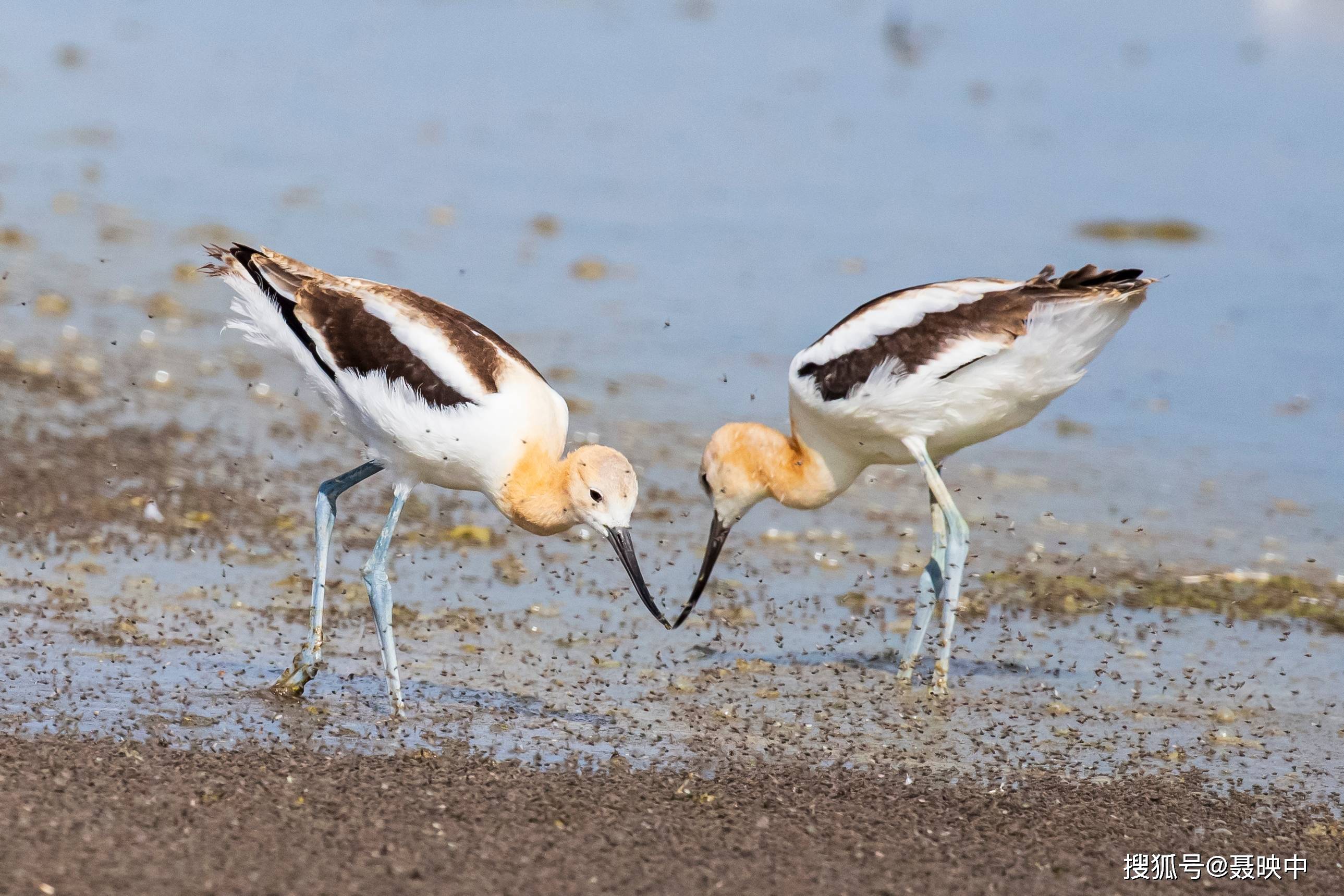 原创知蚌不知鹬今得鹬鸟惜之