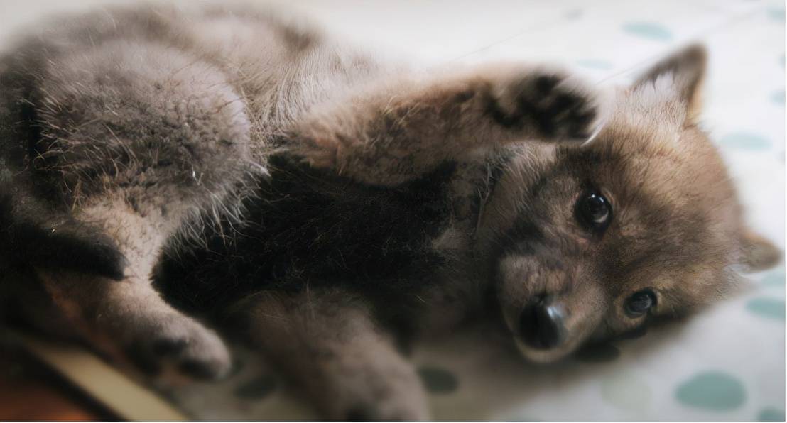 11年前成都女孩救小狼把狼当自己孩子养十年后与狼重逢