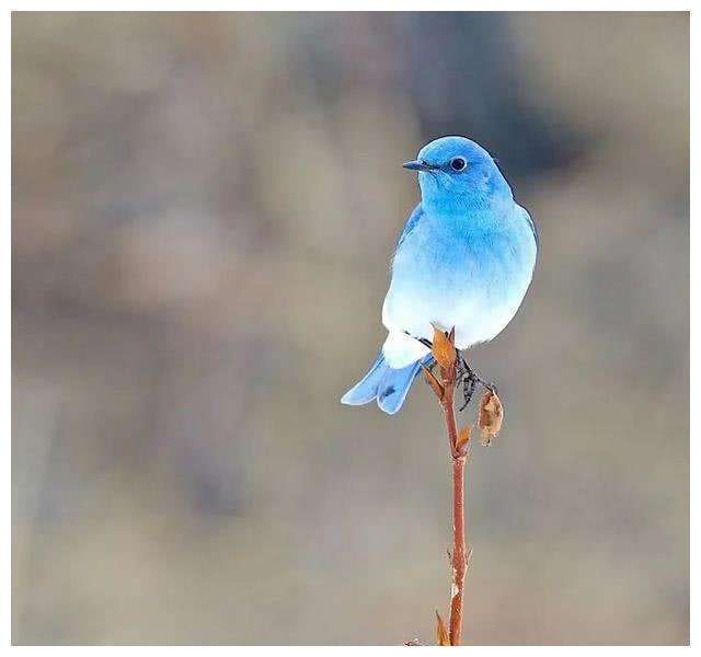 盘点大自然中10种漂亮的蓝色鸟类!_深蓝_羽毛_翅膀