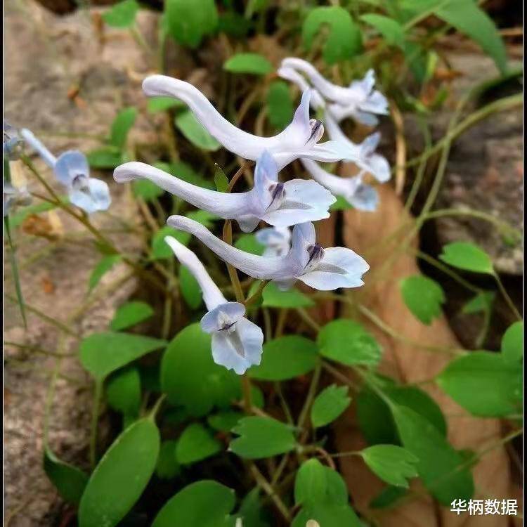 中药止痛，认准延胡索！_元胡_药材_块茎