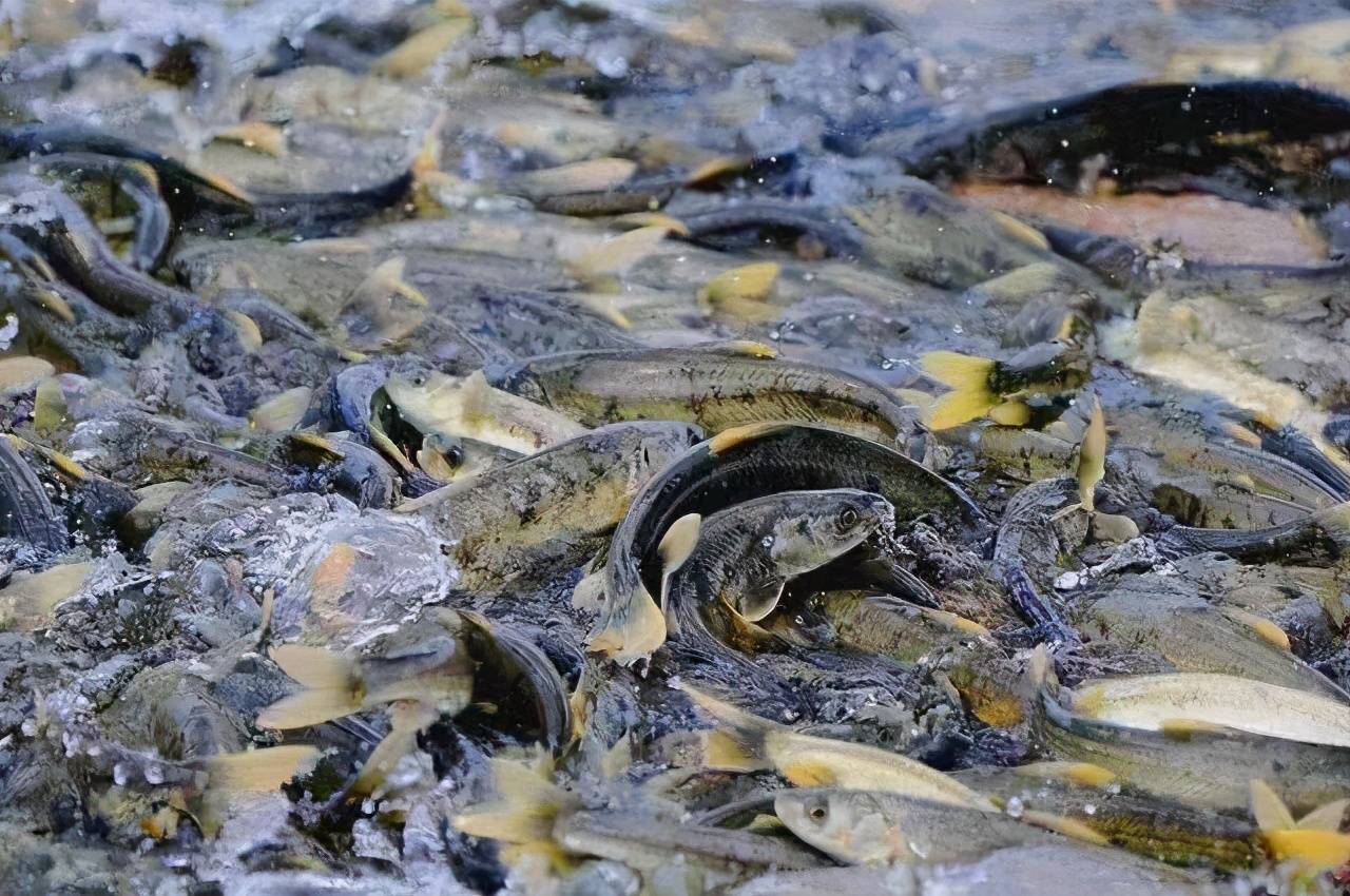 西藏羊卓雍措湖,鱼泛滥成灾多达约八亿公斤,为何无人敢吃?