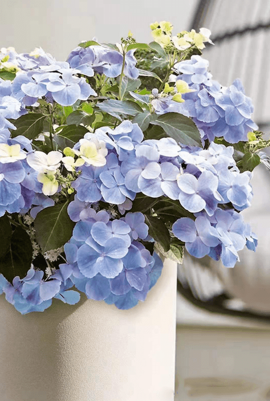 蓝妖粉色落跑新娘绣球怎么养护按照这个思路养开花量多3倍