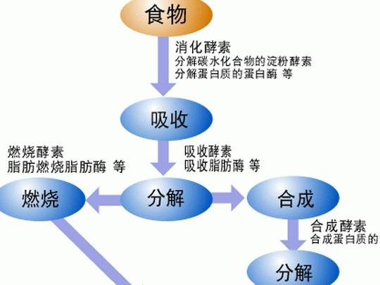 脂肪代谢过程图片